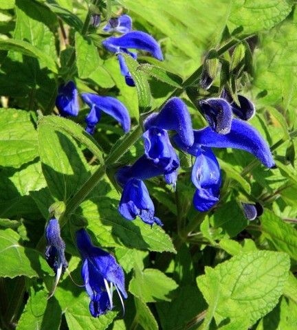 Salvia patens